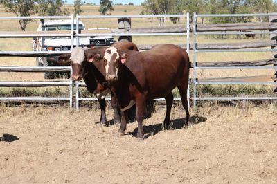 550 EU PTIC Santa/Hereford/BM & Hereford Cows
