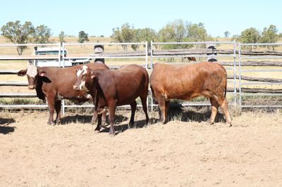 550 EU PTIC Santa/Hereford/BM & Hereford Cows