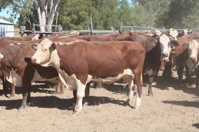 550 EU PTIC Santa/Hereford/BM & Hereford Cows