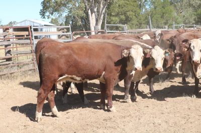 550 EU PTIC Santa/Hereford/BM & Hereford Cows