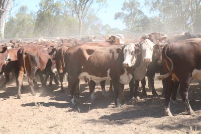 550 EU PTIC Santa/Hereford/BM & Hereford Cows