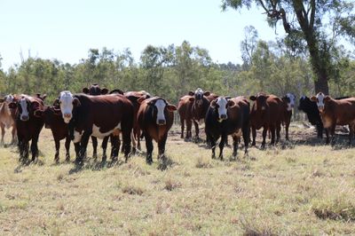550 EU PTIC Santa/Hereford/BM & Hereford Cows