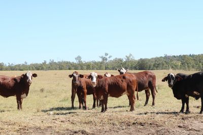 550 EU PTIC Santa/Hereford/BM & Hereford Cows