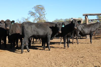 72 PTIC Angus & Angus Cross Heifers
