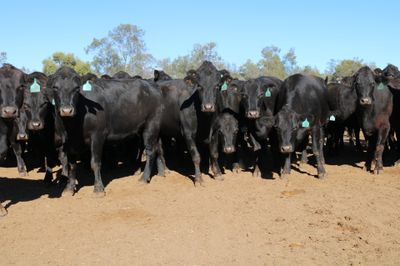 72 PTIC Angus & Angus Cross Heifers