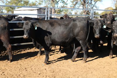 72 PTIC Angus & Angus Cross Heifers