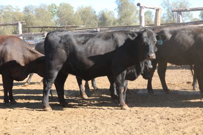 72 PTIC Angus & Angus Cross Heifers