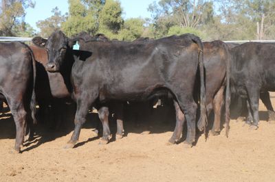 72 PTIC Angus & Angus Cross Heifers