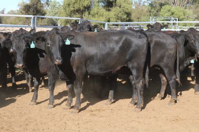 72 PTIC Angus & Angus Cross Heifers