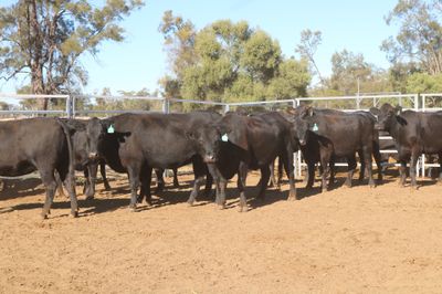 72 PTIC Angus & Angus Cross Heifers