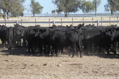250 Angus EU Weaner Steers