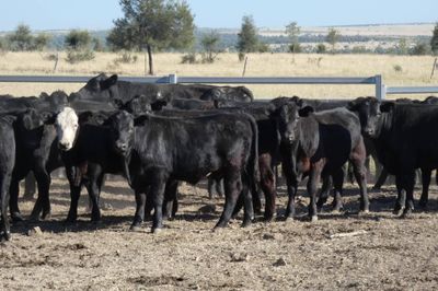 250 Angus EU Weaner Steers