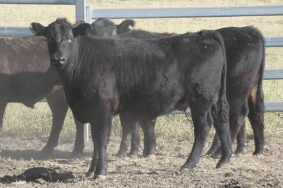 250 Angus EU Weaner Steers