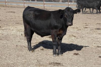 250 Angus EU Weaner Steers