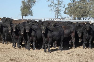 250 Angus EU Weaner Steers