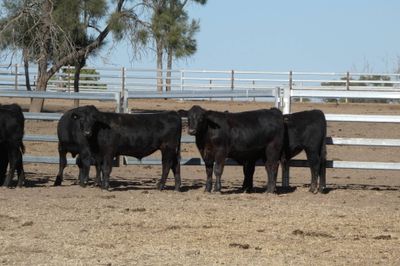 250 Angus EU Weaner Steers