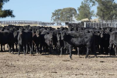 250 Angus EU Weaner Steers