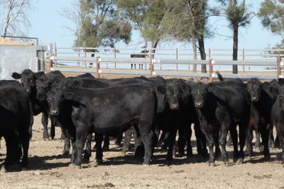 250 Angus EU Weaner Steers