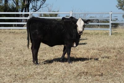 50 Angus X EU Weaner Heifers