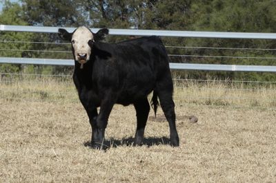 50 Angus X EU Weaner Heifers