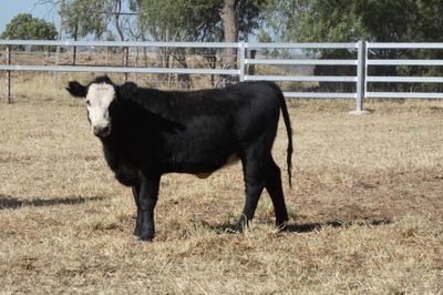 50 Angus X EU Weaner Heifers