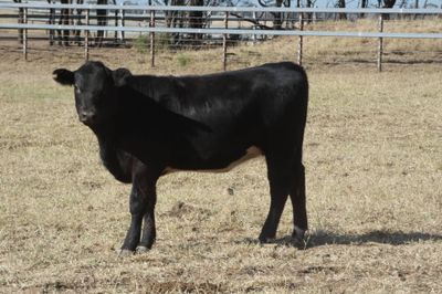 50 Angus X EU Weaner Heifers