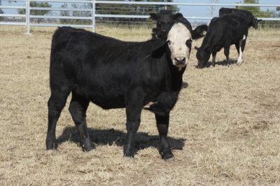 50 Angus X EU Weaner Heifers