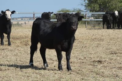 50 Angus X EU Weaner Heifers