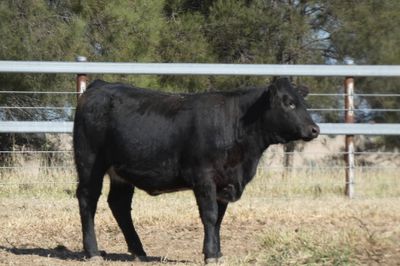 50 Angus X EU Weaner Heifers
