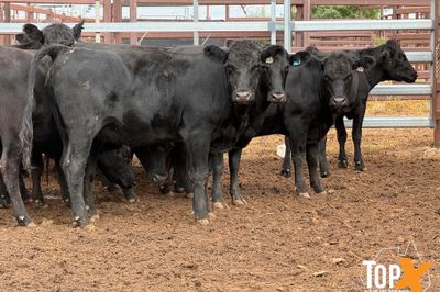 18 ANGUS X HEIFERS PTIC 4 MONTHS PLUS