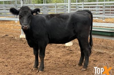 18 ANGUS X HEIFERS PTIC 4 MONTHS PLUS