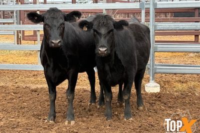 18 ANGUS X HEIFERS PTIC 4 MONTHS PLUS