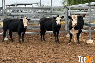 18 ANGUS X HEIFERS PTIC 4 MONTHS PLUS