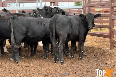 18 ANGUS X HEIFERS PTIC 4 MONTHS PLUS