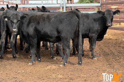 18 ANGUS X HEIFERS PTIC 4 MONTHS PLUS