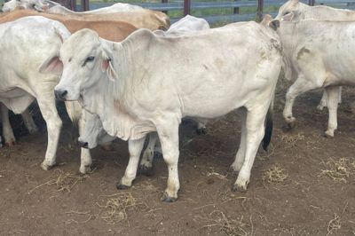 45 Quality Grey Brahman Heifers