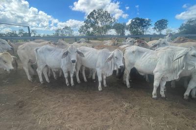 45 Quality Grey Brahman Heifers