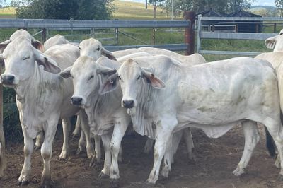 45 Quality Grey Brahman Heifers