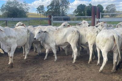 45 Quality Grey Brahman Heifers