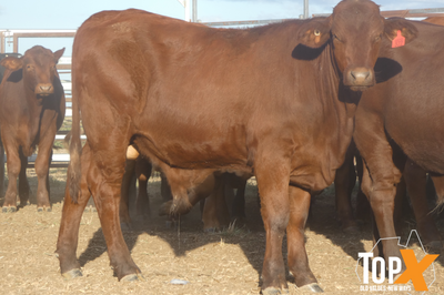 90 Vendor Bred Santa Cross Backgrounder Steers