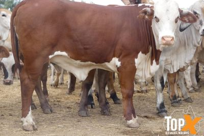 116 Vendor Bred Braford Cross Heifers