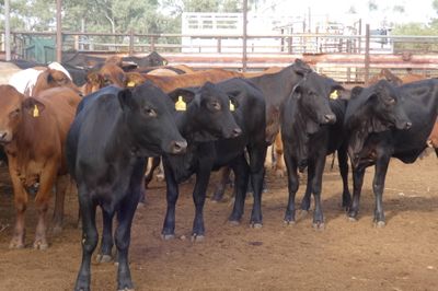 Approx. 136 (4decks) Flat back Heifers