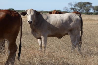Approx. 240 No.4 Cross bred heifers