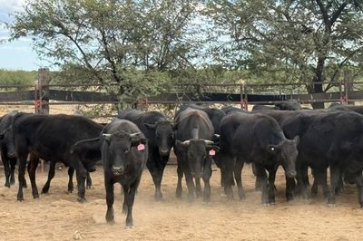 Approx. 76 Pure Bred Wagyu Steers