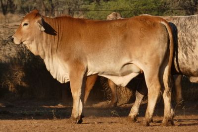 120 VGQ No.5 PTE Flat back & Brahman Heifers