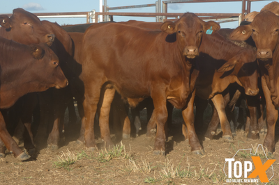 90 Vendor Bred Santa Cross Backgrounder Steers