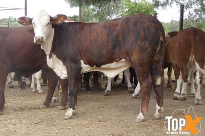 116 Vendor Bred Braford Cross Heifers