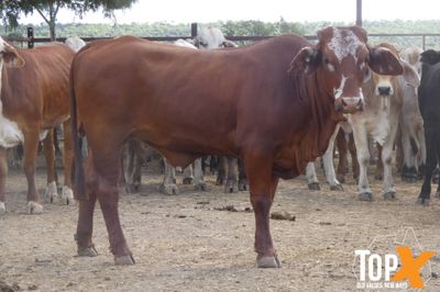 116 Vendor Bred Braford Cross Heifers