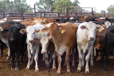 Approx. 136 (4decks) Flat back Heifers