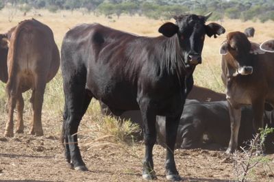 Approx. 240 No.4 Cross bred heifers